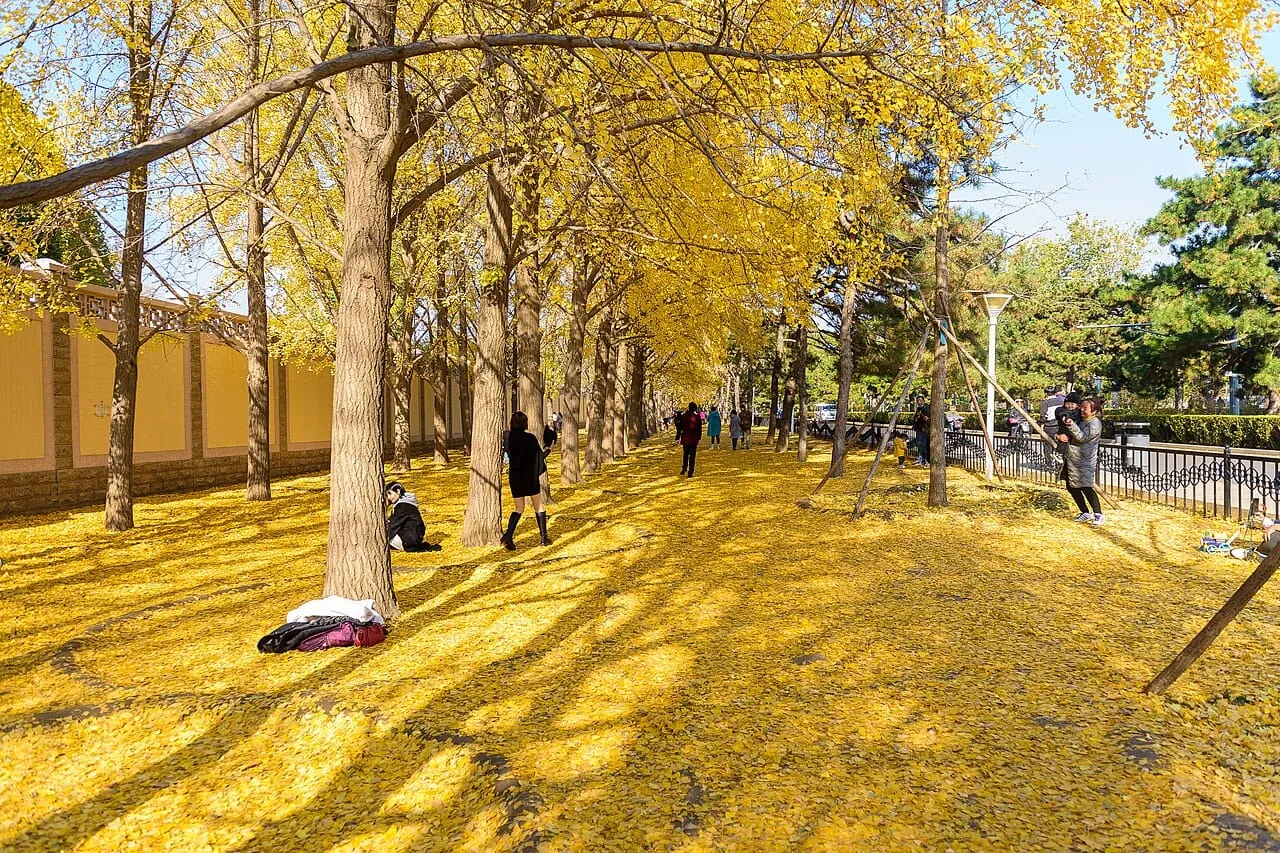 People walking under yellow autumn ginkgo trees in Beijing